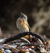 Common Redstart