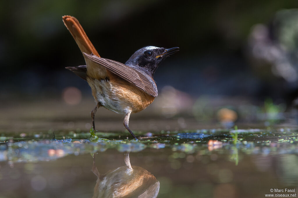 Common Redstart male adult, identification, drinks