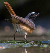 Common Redstart