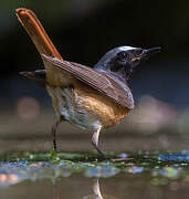 Common Redstart