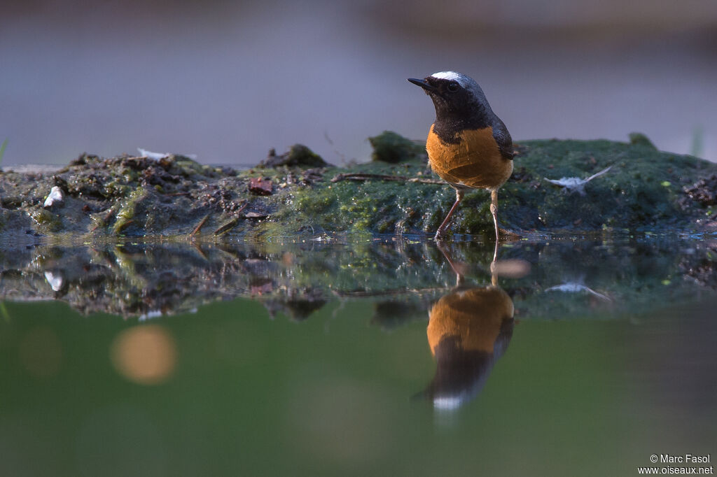 Common Redstart male adult, identification, drinks