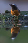 Common Redstart