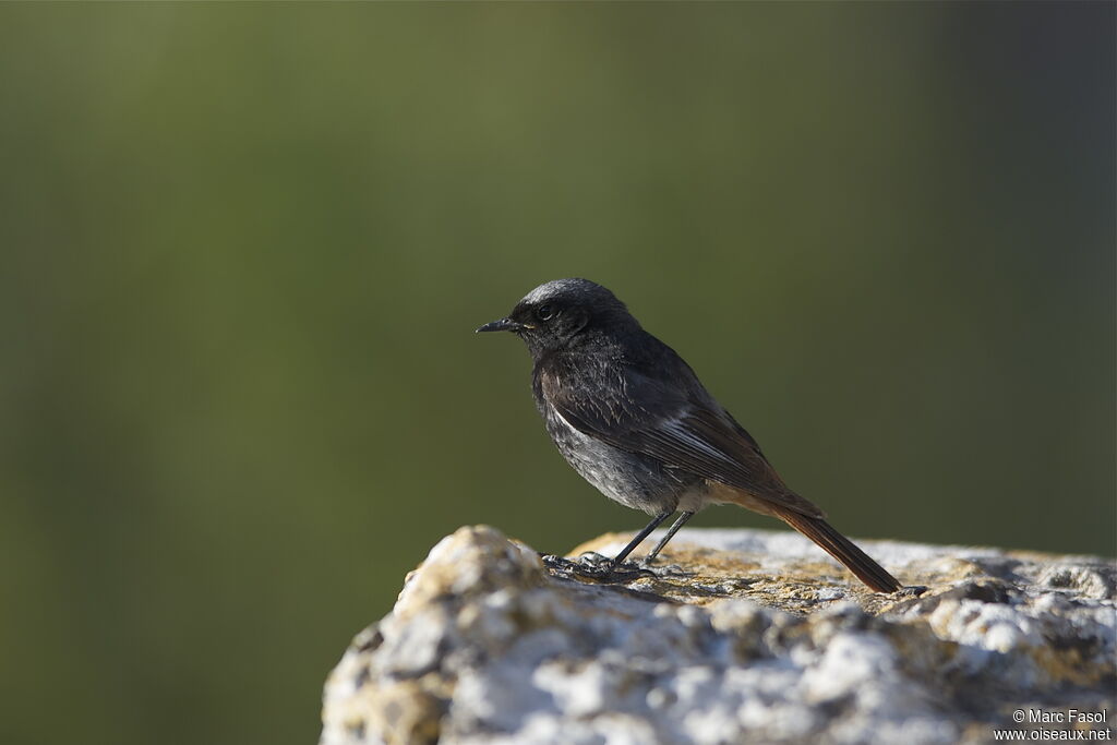 Rougequeue noir mâle adulte nuptial, identification