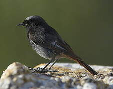 Black Redstart