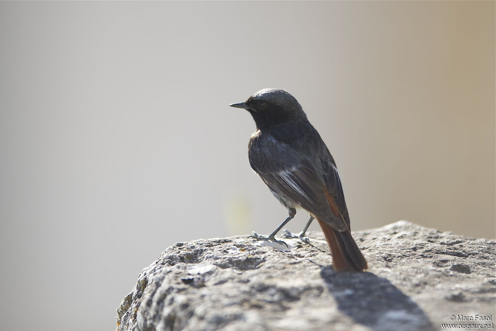 Black Redstart male adult breeding, identification