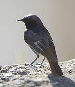 Black Redstart