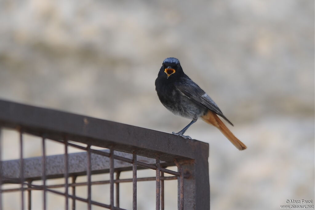 Black Redstart male adult breeding, identification, song