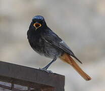 Black Redstart