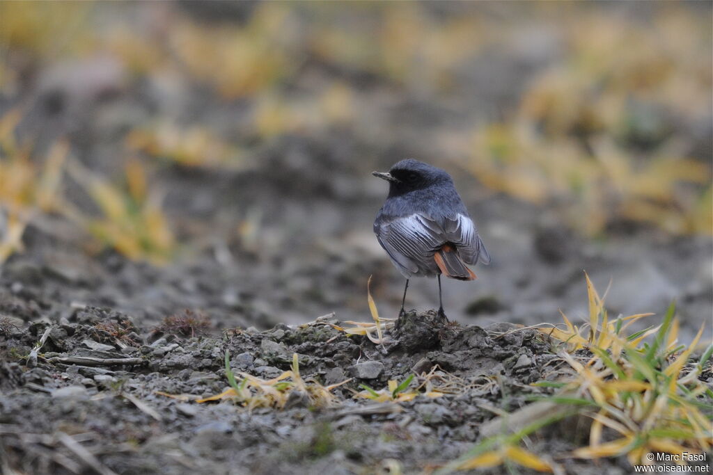 Black Redstart male adult breeding, identification, Behaviour