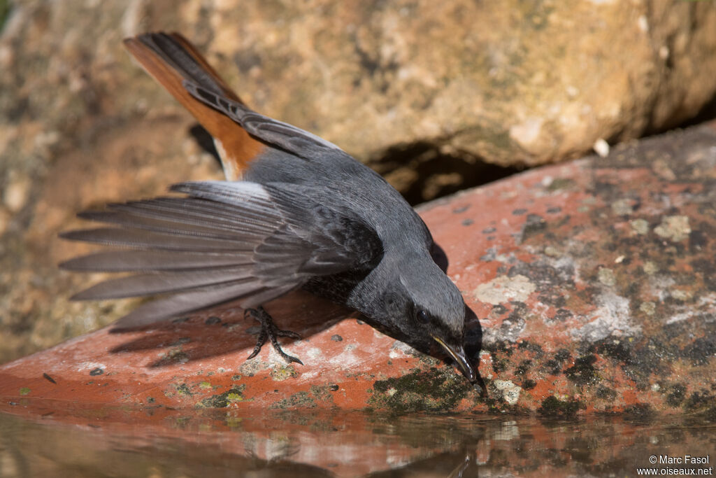 Black Redstart male adult, identification, drinks