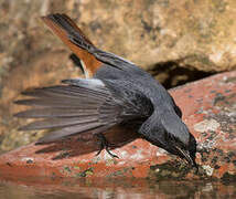 Black Redstart