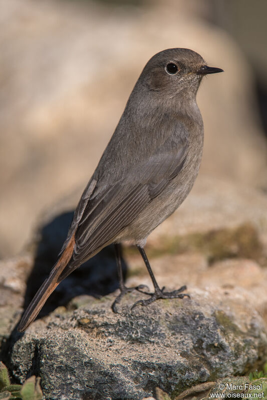 Black Redstart female adult, identification