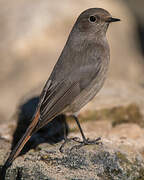 Black Redstart