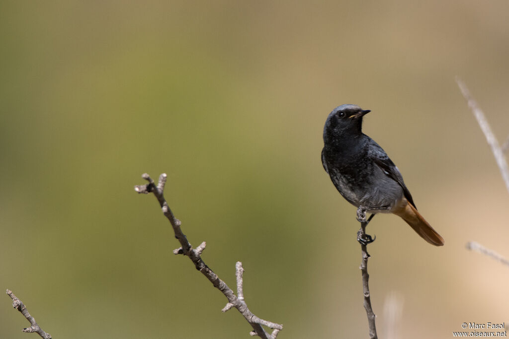 Black Redstart male adult, identification