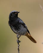 Black Redstart