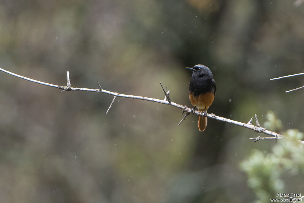 Black Redstart male adult breeding, identification