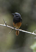 Black Redstart