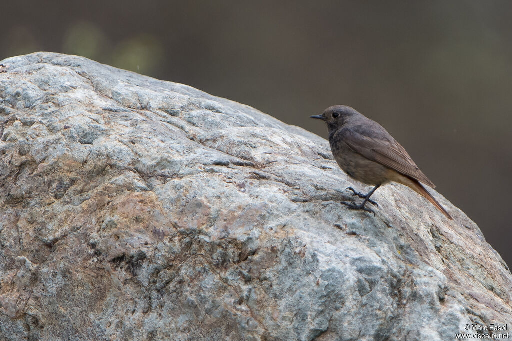 Black Redstart female adult, identification