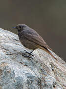 Black Redstart