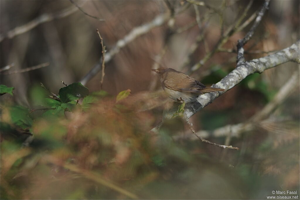 Blyth's Reed Warbler, identification