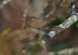 Blyth's Reed Warbler