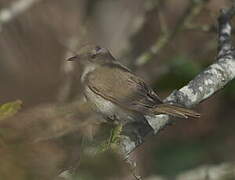 Blyth's Reed Warbler