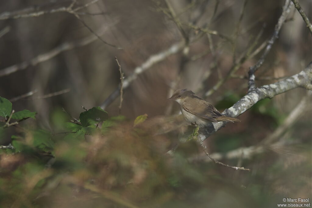 Rousserolle des buissons, identification