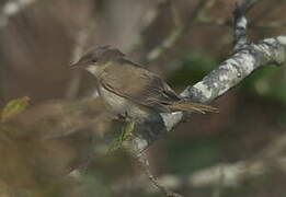 Blyth's Reed Warbler