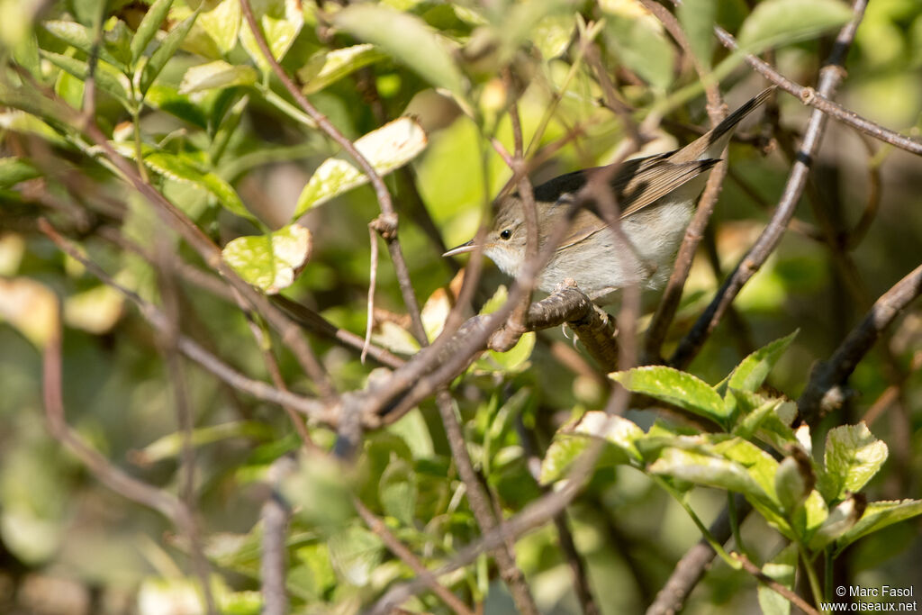Rousserolle des buissonsadulte internuptial, habitat