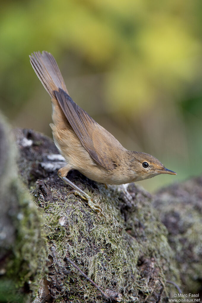 Eurasian Reed Warbleradult post breeding