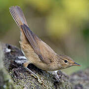 Common Reed Warbler