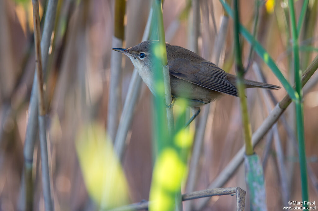 Eurasian Reed Warbleradult transition, habitat