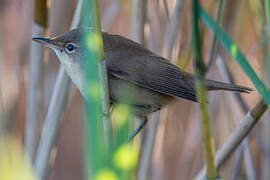 Common Reed Warbler