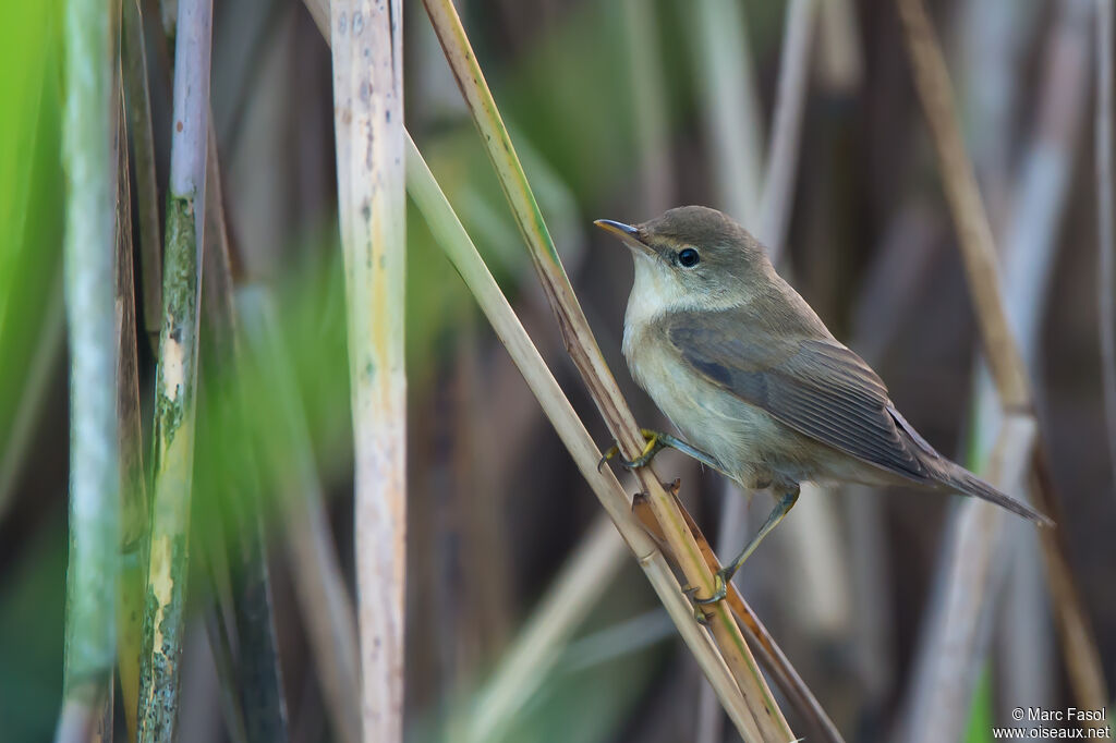 Common Reed Warbleradult, identification