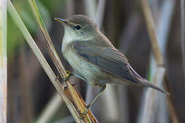 Common Reed Warbler