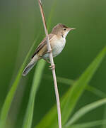 Common Reed Warbler