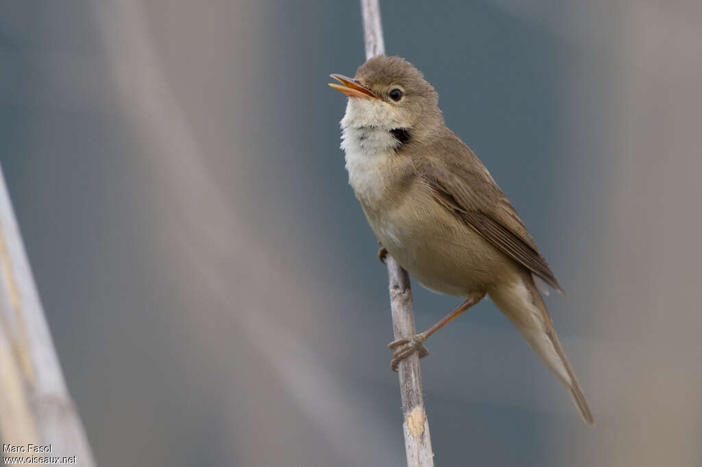 Rousserolle effarvatteadulte nuptial, identification, chant