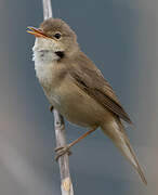 Common Reed Warbler