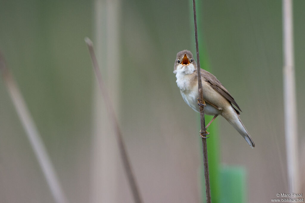 Common Reed Warbler male adult, song