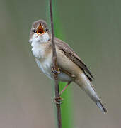 Common Reed Warbler