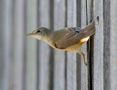 Eurasian Reed Warbler