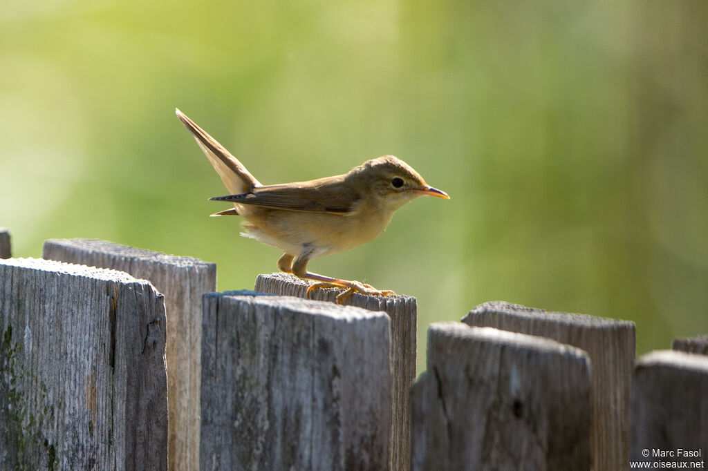 Eurasian Reed Warbleradult, identification