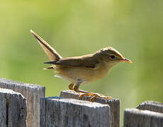 Common Reed Warbler