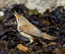 Eurasian Reed Warbler