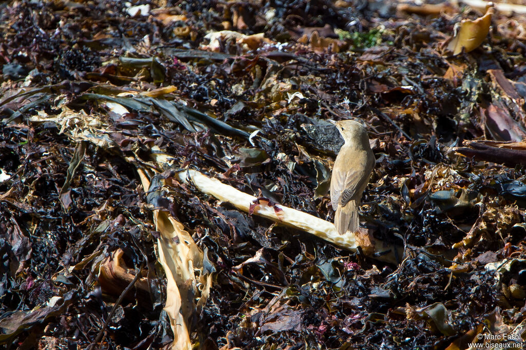 Common Reed Warbleradult post breeding, identification