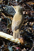 Common Reed Warbler