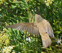 Common Reed Warbler