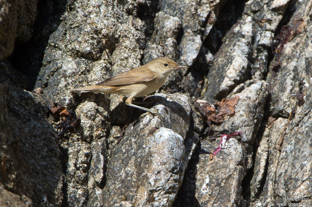 Rousserolle effarvatteadulte internuptial, identification