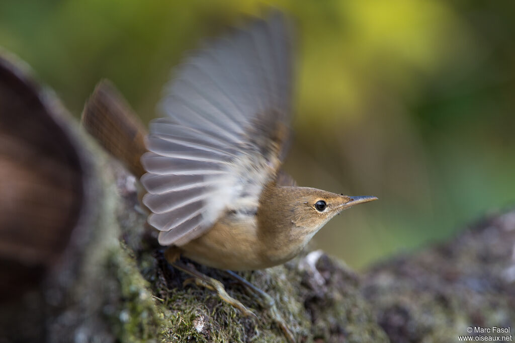 Eurasian Reed Warbleradult post breeding