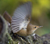 Common Reed Warbler